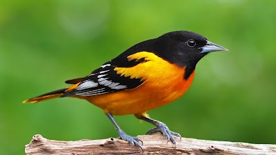 Bird Safari